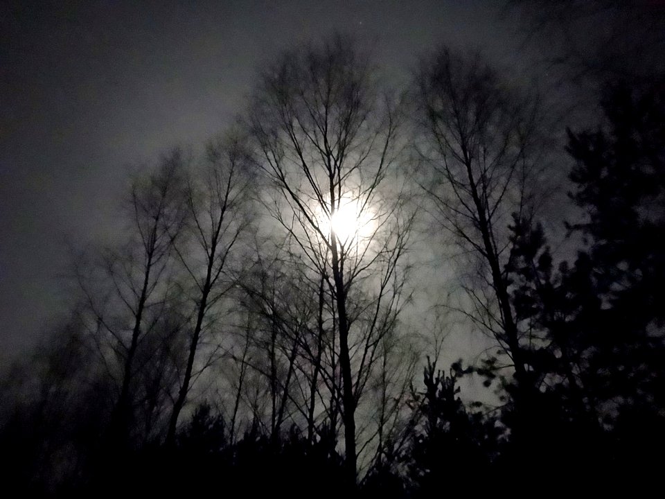 PuszczaBydgoska night2 01-2015