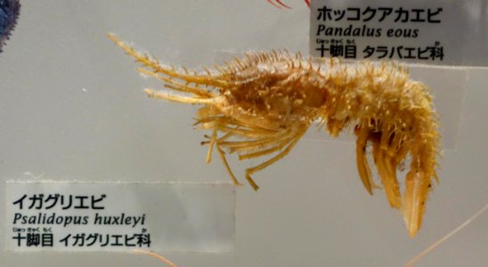 Psalidopus huxleyi - National Museum of Nature and Science, Tokyo - DSC07555