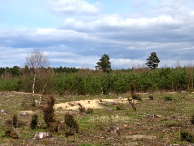 Puszcza Bydgoska Lazyn Wypaleniska 12 4-2015