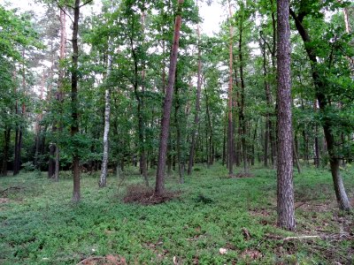 PuszczaBydgoska k NWWlk 2 7-2015