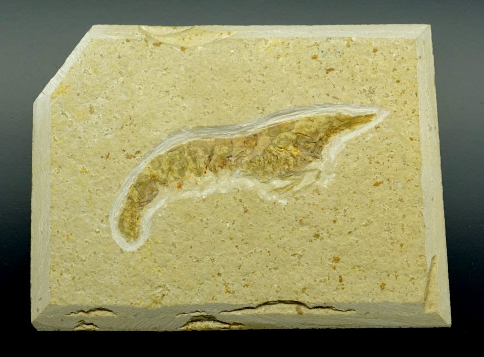 Pseudodastacus postulosus - Museum fur Naturkunde, Berlin - DSC09992