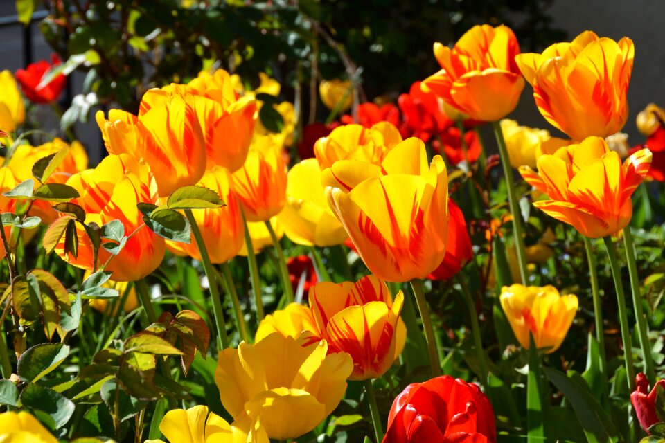 Yellow orange green