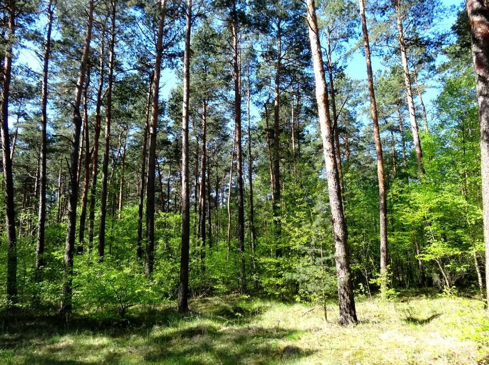 Puszcza Bydgoska BPPT 3 5-2015