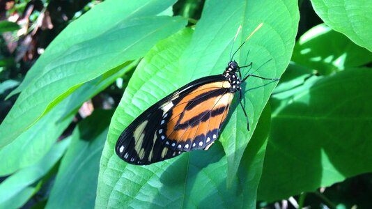 Spring wildlife colorful