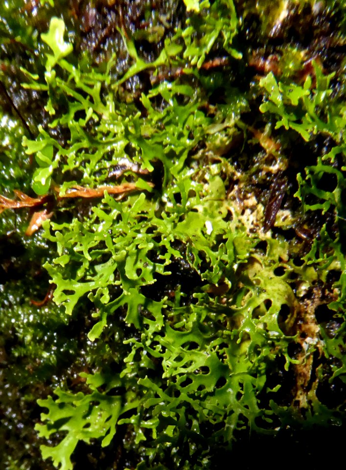 Pseudocyphellaria multifida 19843228