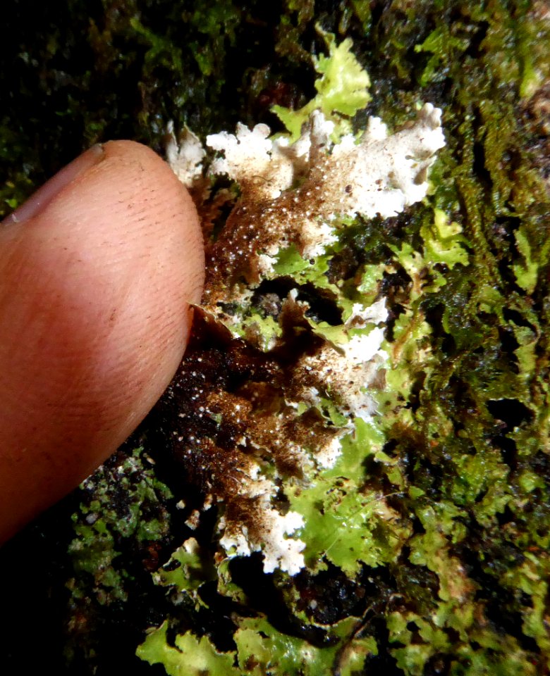 Pseudocyphellaria glabra3 by Peter de Lange