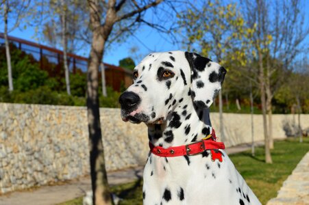 Portrait dog dalmatian