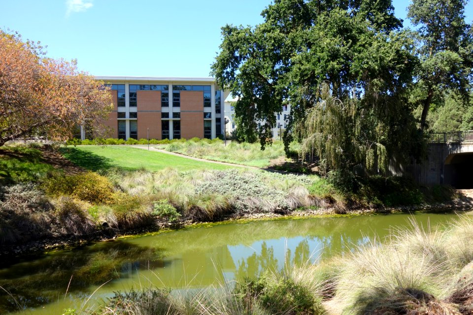 Putah Creek - University of California, Davis - DSC03437