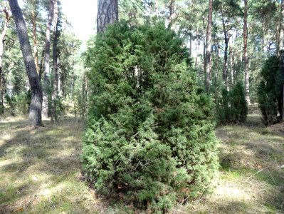 Puszcza Bydgoska rezerwat Lazyn 28 4-2015