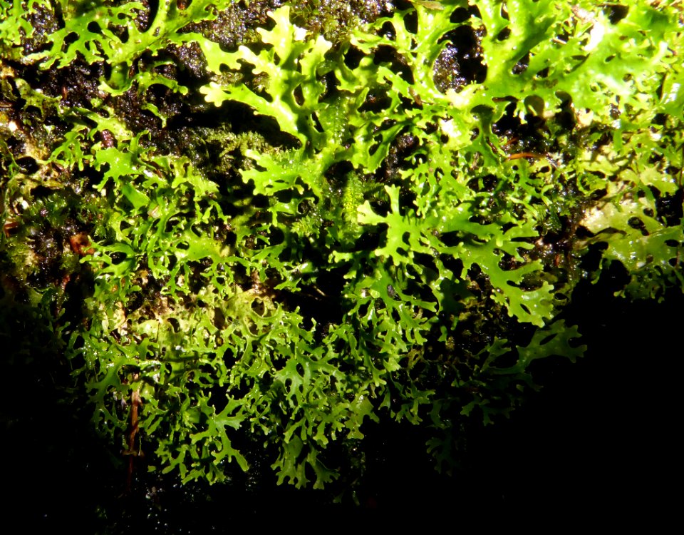Pseudocyphellaria multifida 19843227