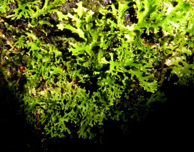 Pseudocyphellaria multifida 19843227