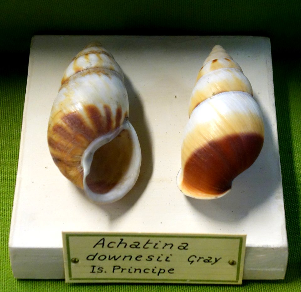 Pseudachatina downesii (Achatina downesii) - Museo Civico di Storia Naturale Giacomo Doria - Genoa, Italy - DSC03255