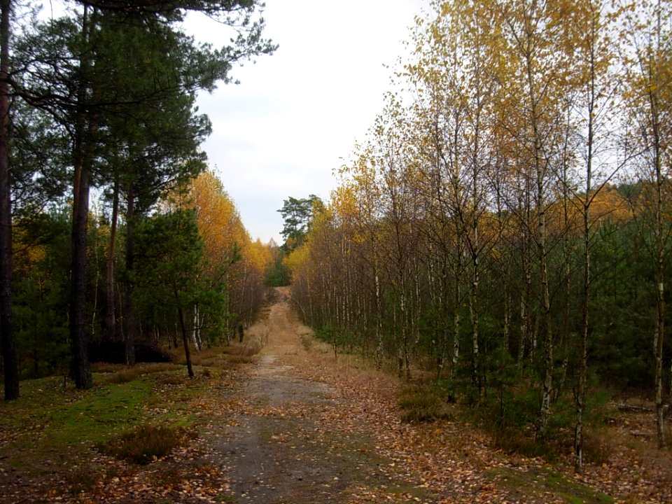 Puszcza Bydgoska 10-2012