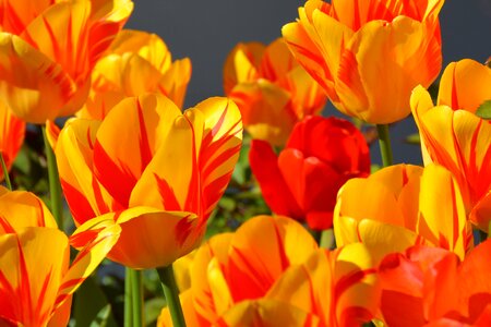 Yellow orange tulip flower photo