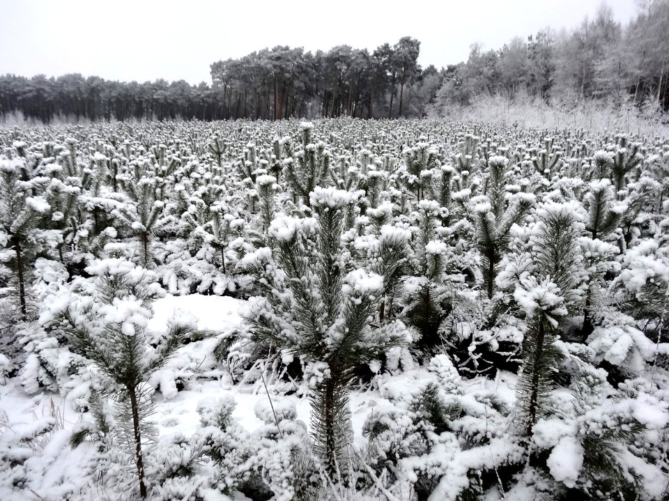 PuszczaBydgoska snow11 01-2015
