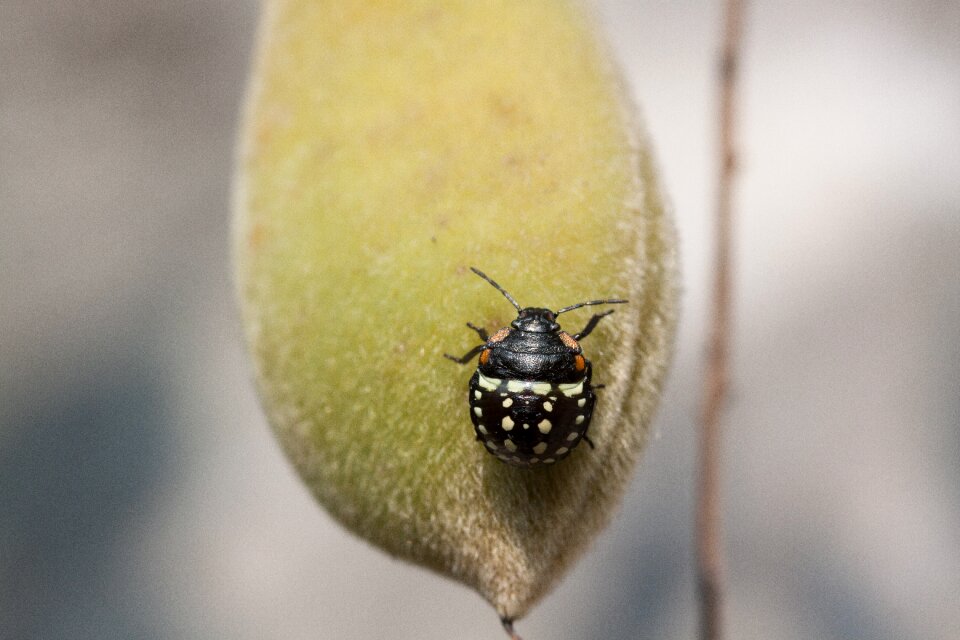 Insecta animal black