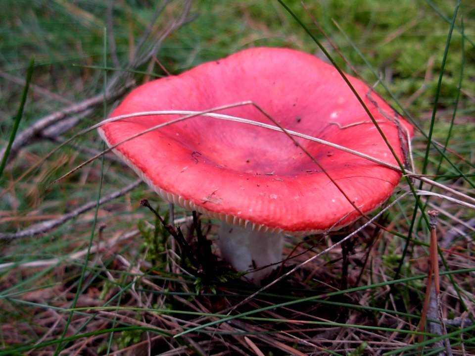 Puszcza Bydg 2012 gołabek