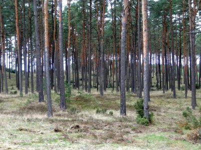 Puszcza Bydgoska Lazyn Wypaleniska 4 4-2015