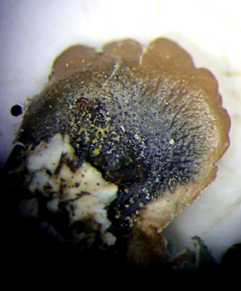 Punctelia borreri 111551029