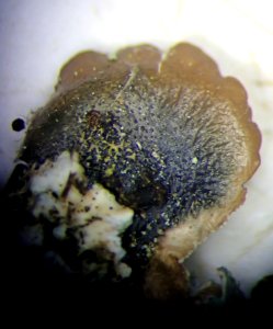 Punctelia borreri 111551029