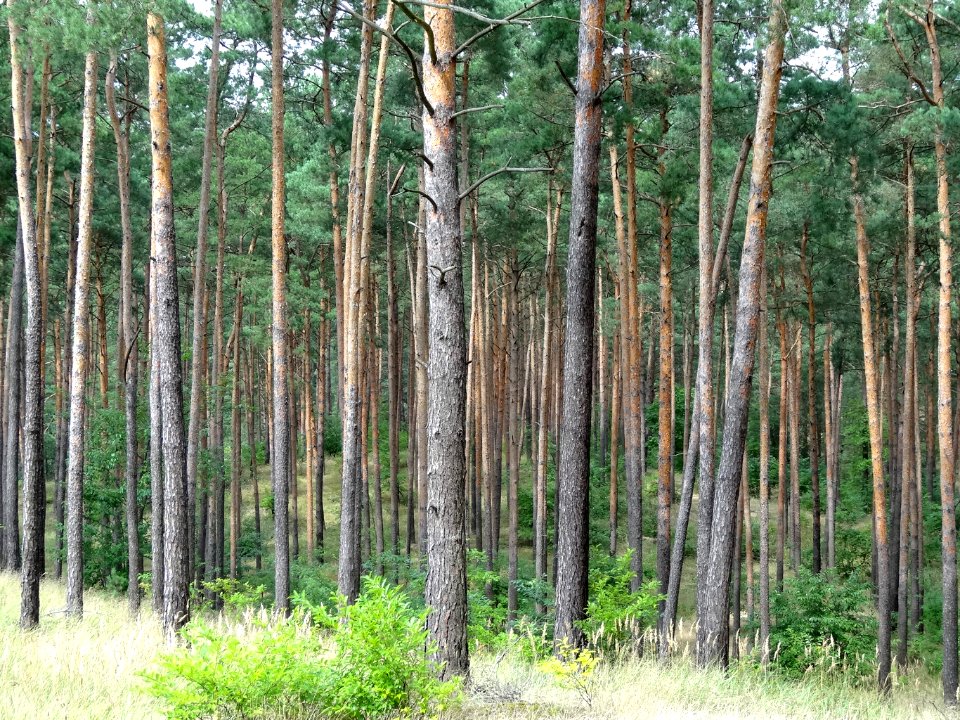 Puszcza Bydgoska k BPPT 5 08-2013
