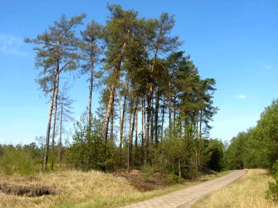 Puszcza Bydgoska na płd od portu lotniczego a