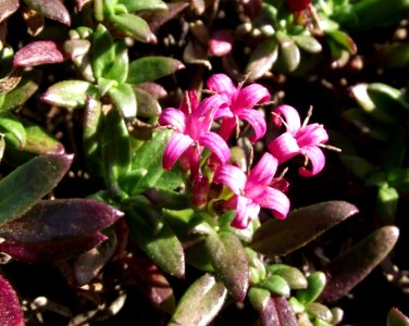 Putoria calabrica