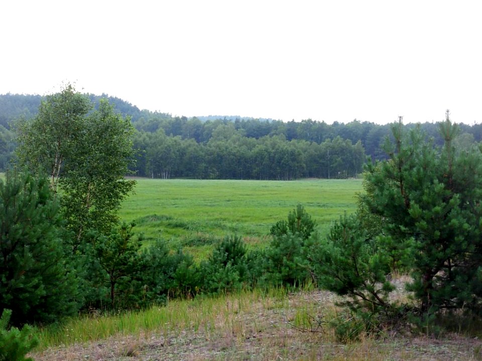 Puszcza Bydgoska - łąka