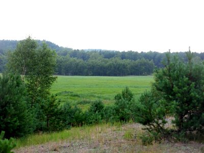 Puszcza Bydgoska - łąka