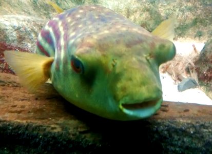 Pufferfish (Shedd Aquarium, Chicago) 2 photo