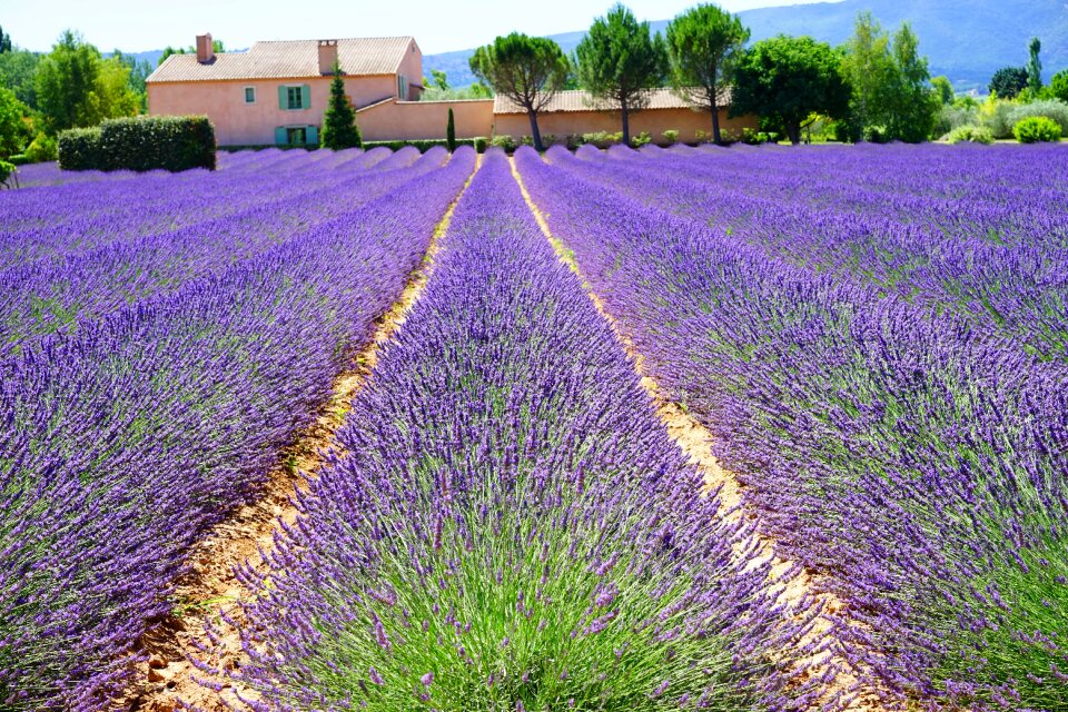 Lavender field lavender flowers blue photo