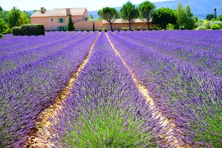Lavender field lavender flowers blue photo