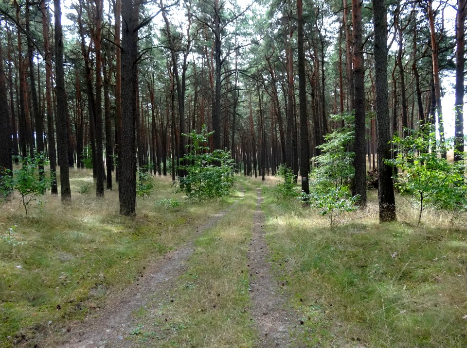 Puszcza Bydgoska 2 08-2014