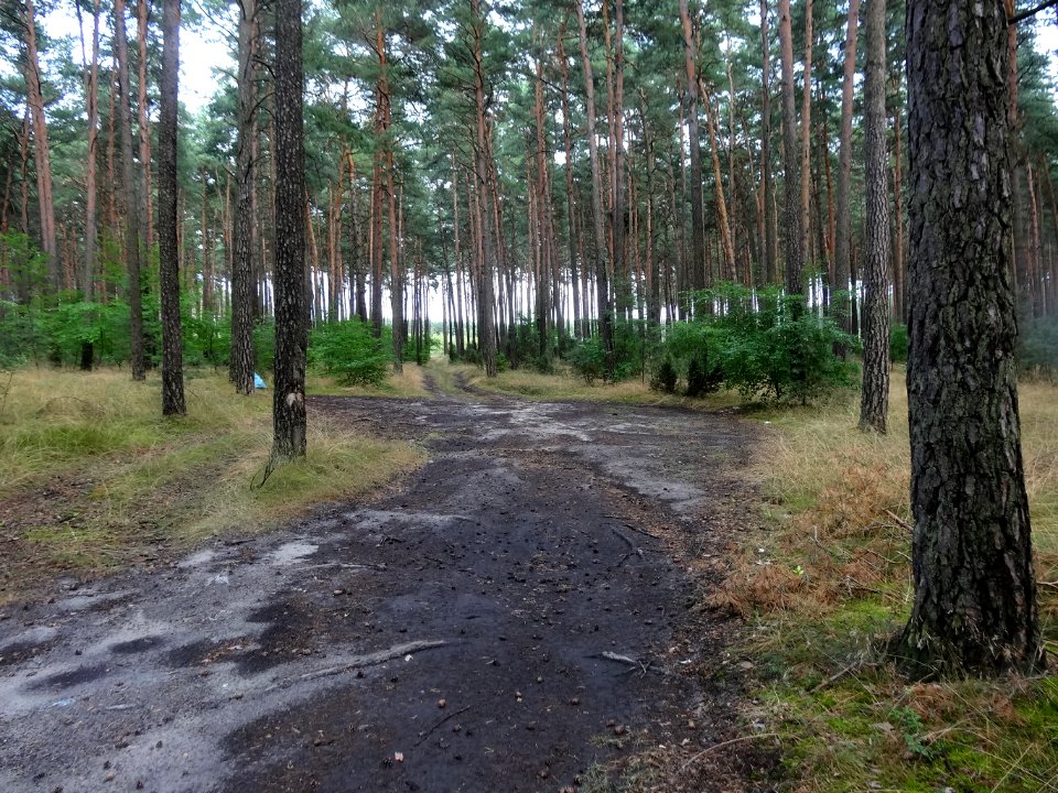 Puszcza Bydgoska Stryszek 2 08-2014