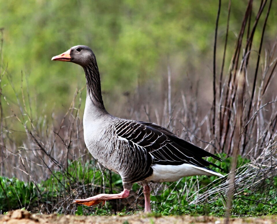 Wild goose water bird close up