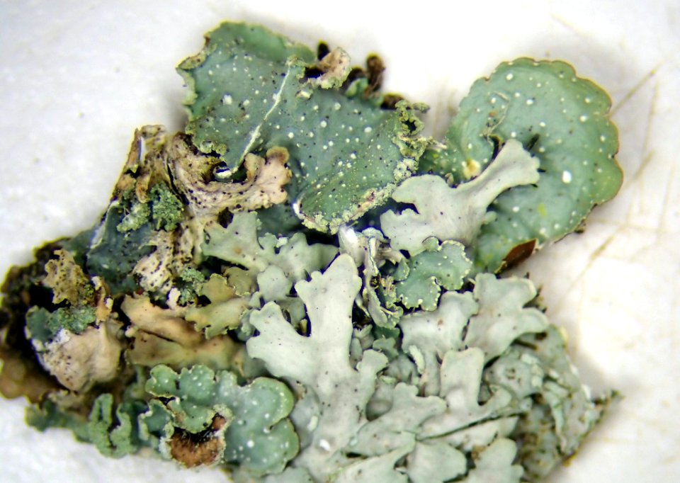 Punctelia borreri 111551044