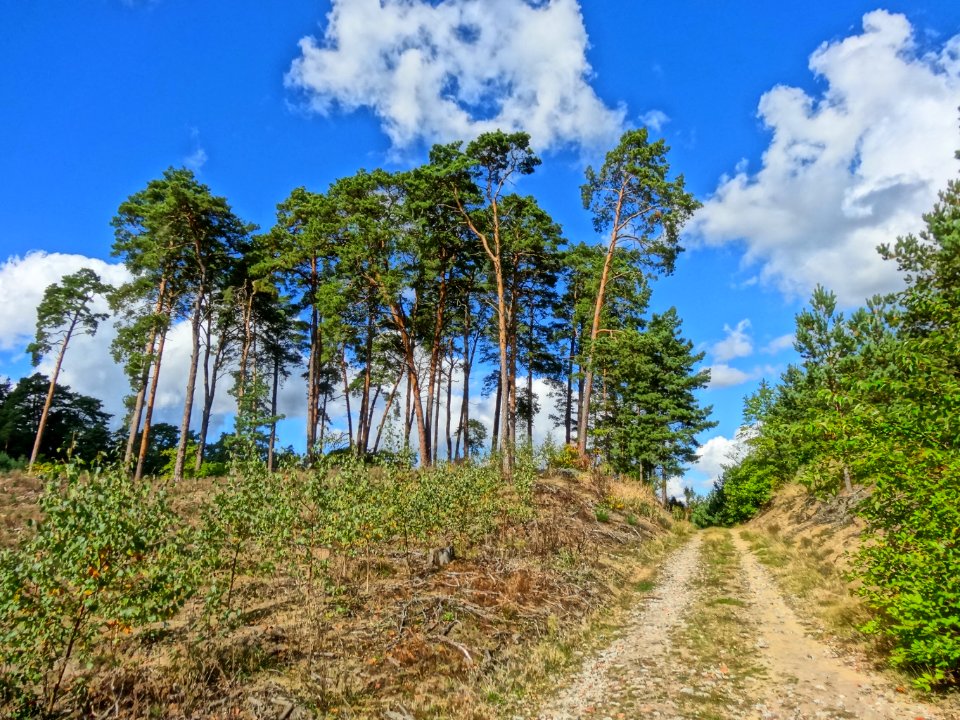 Puszcza Bydgoska k BPPT 5 09-2013