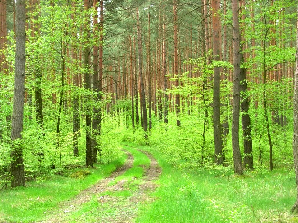 Puszcza Bydg BPPT a 05-2013