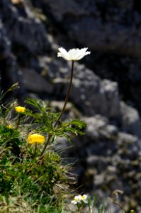 Pulsatilla alpina 1