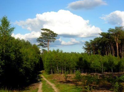 Puszcza Bydgoska 07-2012a