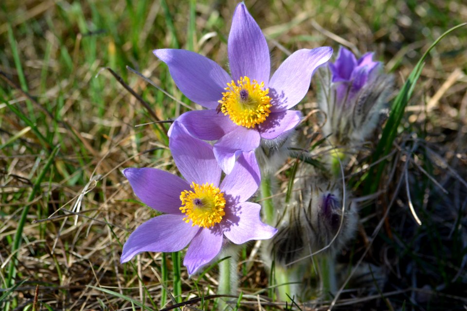 Pulsatilla vulgaris (5) Heide