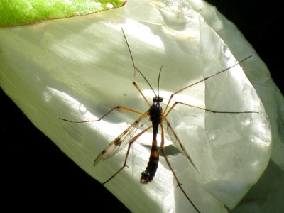 Ptychoptera contaminata (phantom cranefly), Arnhem, the Netherlands