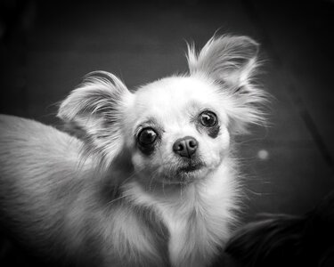Small small dog pet