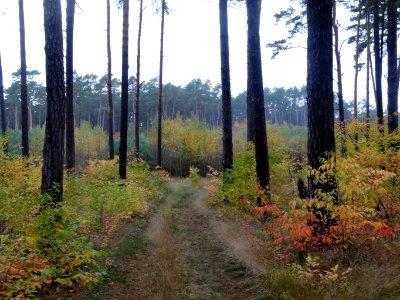 PuszczaBydgoska 7 10-2014