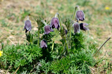 Pulsatilla pratensis Anthese
