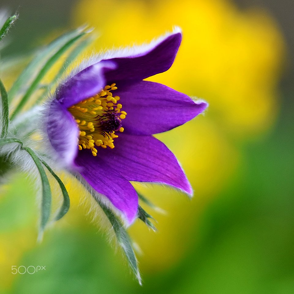 Pulsatilla (206650439)