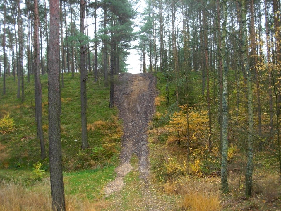 Puszcza Bydgoska 10-2012e
