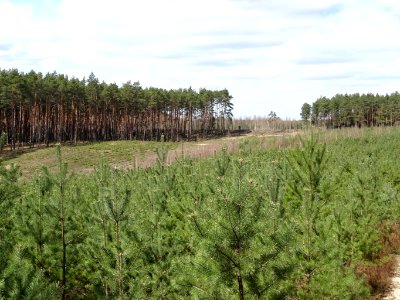 Puszcza Bydgoska Lazyn Wypaleniska 9 4-2015