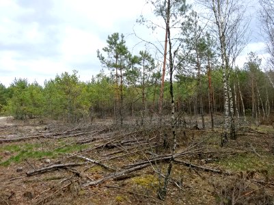 Puszcza Bydgoska Lazyn Wypaleniska 5 4-2015