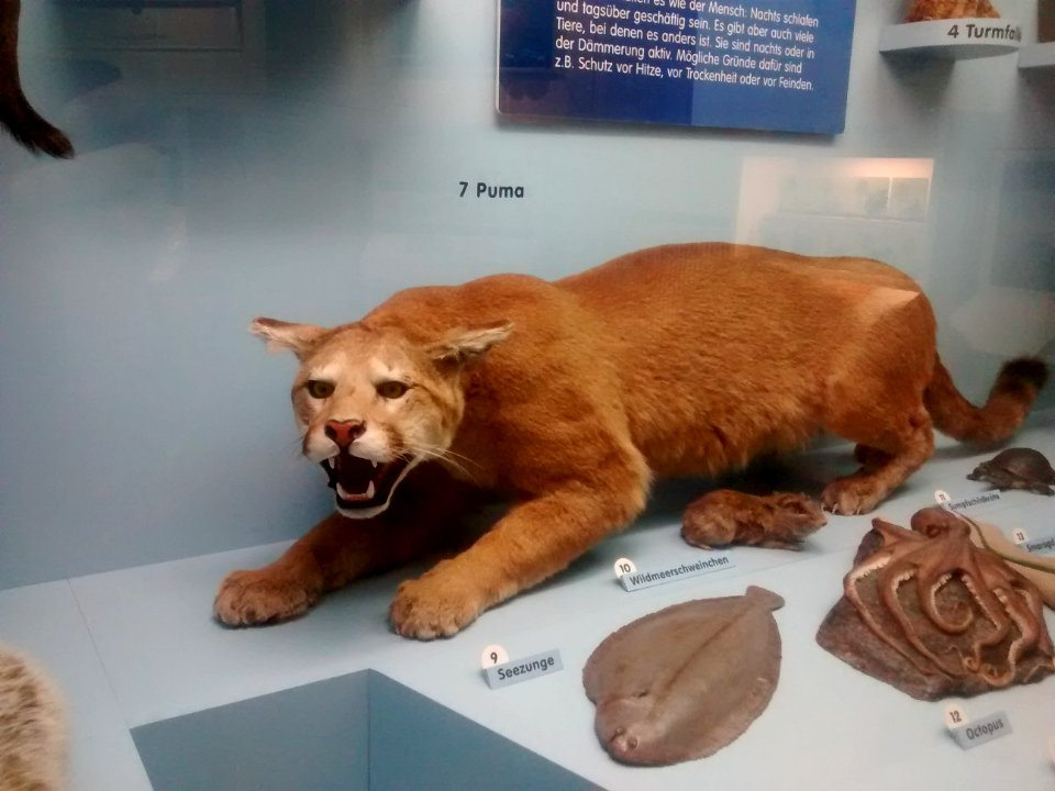 Puma (Museumsexponat)